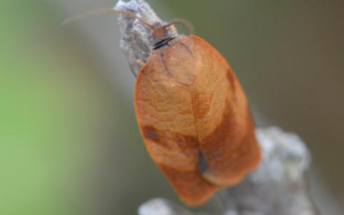 Réf. 327 339 : Cacoecimorpha pronubana